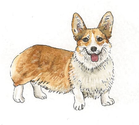 Corgi